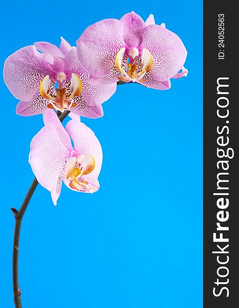 Closeup of beautiful purple orchid on blue background with free space