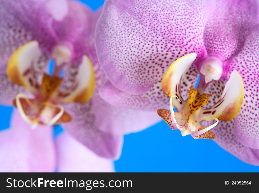 Closeup of beautiful purple orchid on blue background. Closeup of beautiful purple orchid on blue background