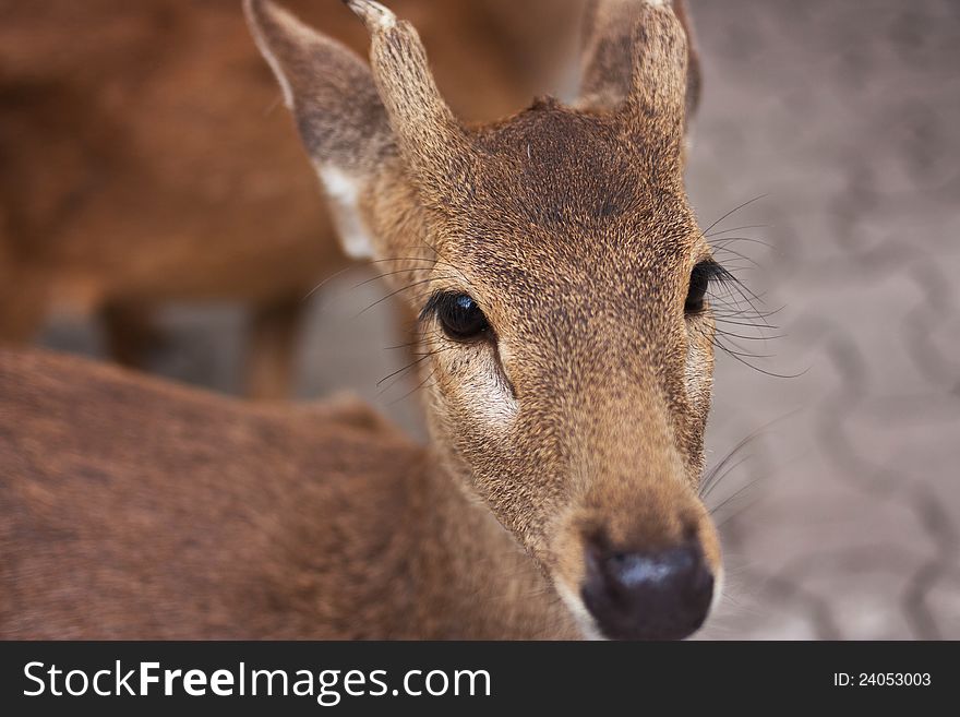 A little beautiful and cute fawn. A little beautiful and cute fawn