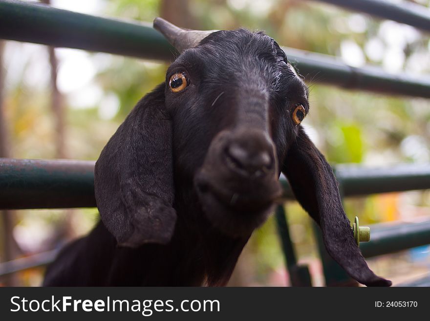 Cute black goat