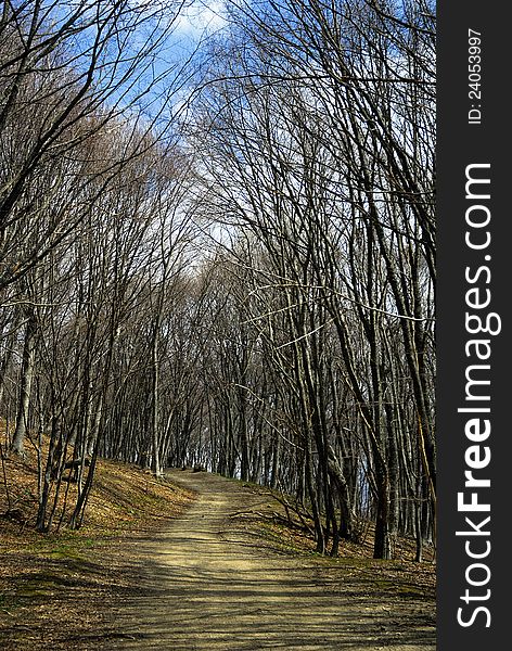 Summer forest. The path between the trees. Forest Trail. Summer forest. The path between the trees. Forest Trail