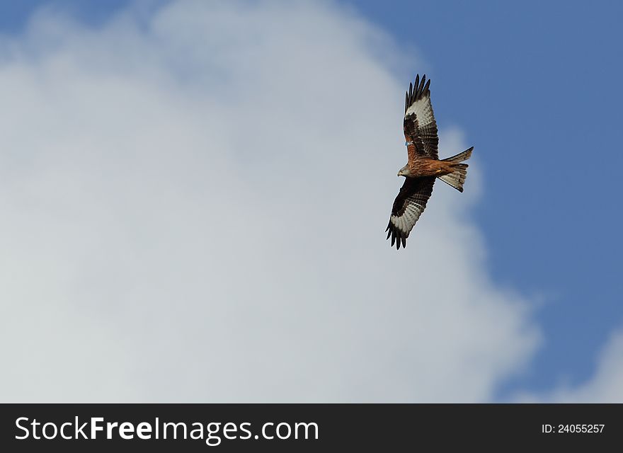 View of a red kite in flight against a blue sky. View of a red kite in flight against a blue sky.