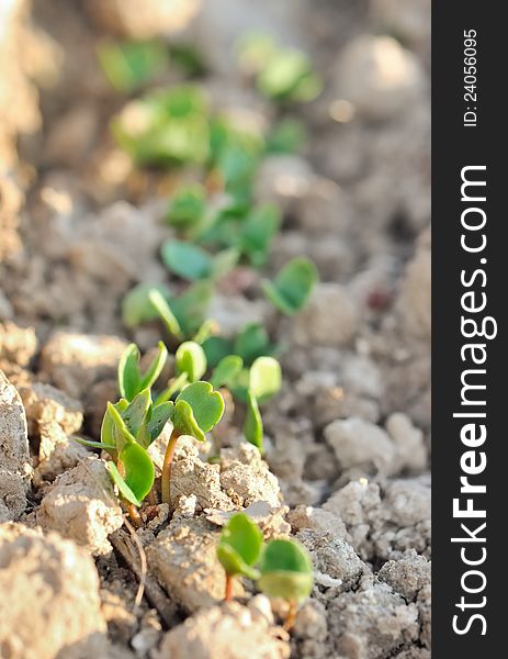 Row of seedlings in a furrow of earth