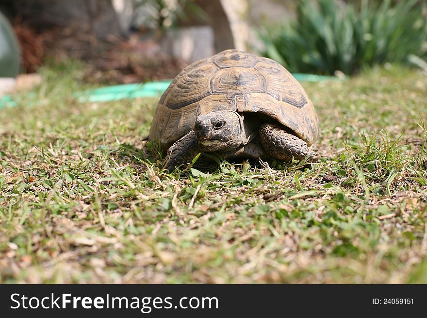 An old tortoise walking through the grass. An old tortoise walking through the grass