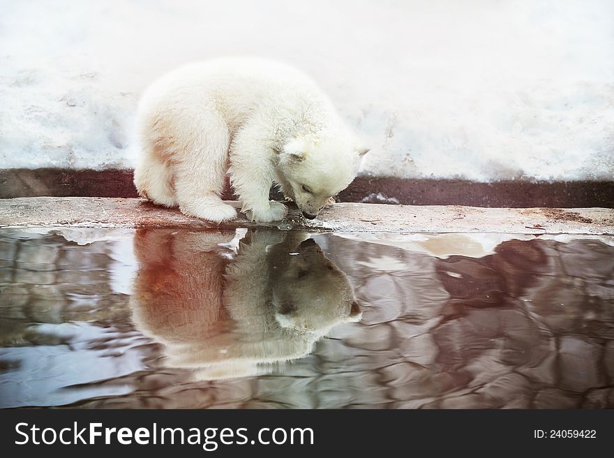 A small white teddy bear for the first time saw his reflection in the water. newborn. A small white teddy bear for the first time saw his reflection in the water. newborn