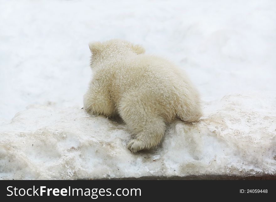 A Small White Teddy Bear