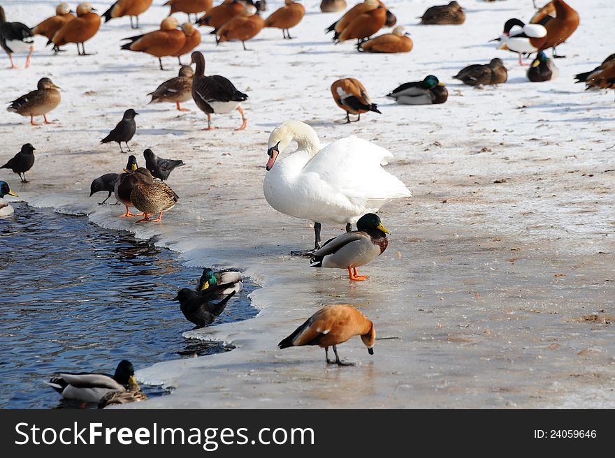 Winter. Birds at water, a warm source