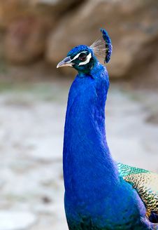 Peacock Stock Photo Peacock Stock Photo