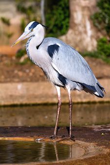 Gray Heron Stock Photography