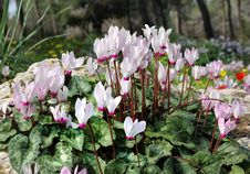 White And Pink Cyclamens Royalty Free Stock Photography
