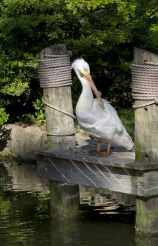 White Pelican Royalty Free Stock Images