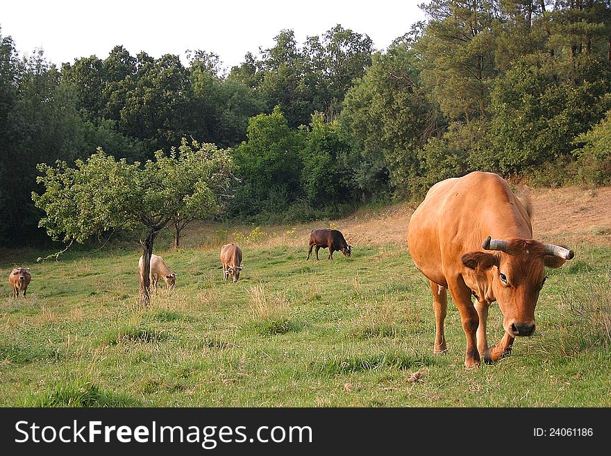 Brown cow in green landscape. Brown cow in green landscape