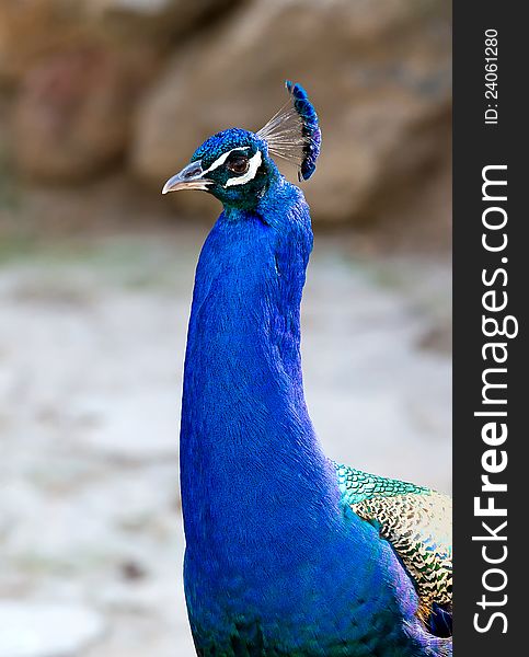 Colorful peacock proud of keeping