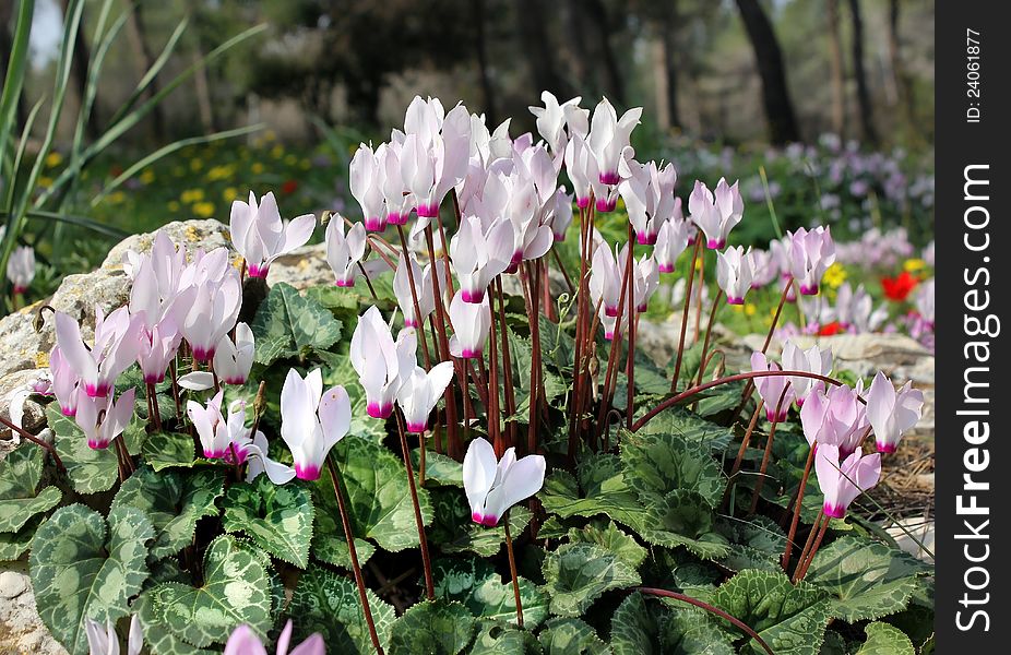 White And Pink Cyclamens