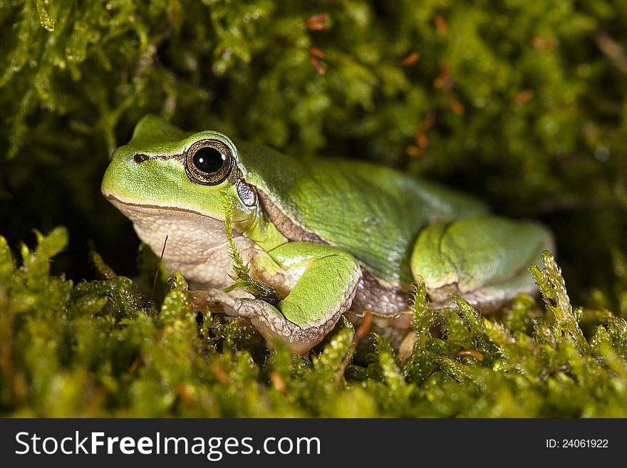 Tree frog hiding in the moss. Tree frog hiding in the moss