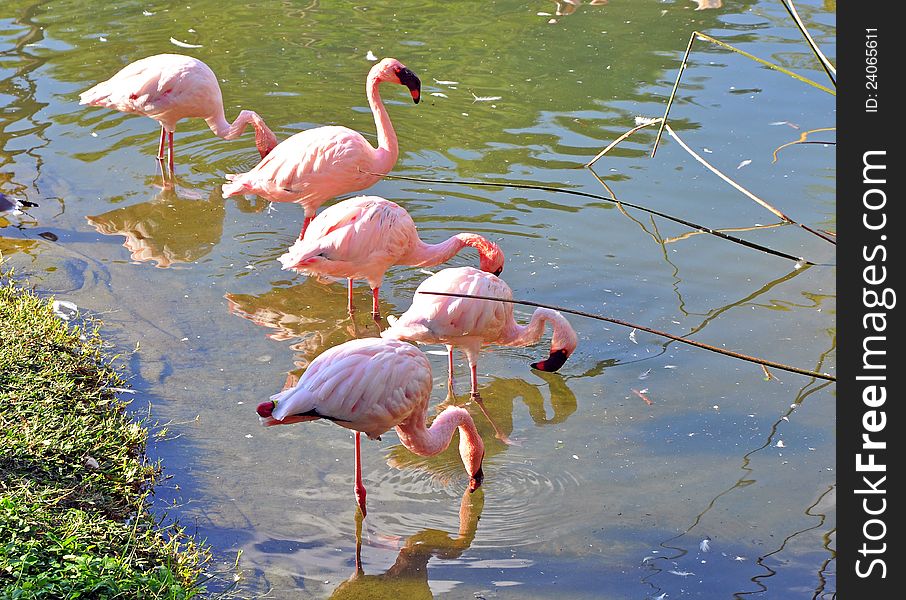 Group of beautiful flamingos in a small pond at a park, panoramic view. Group of beautiful flamingos in a small pond at a park, panoramic view