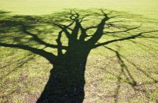 Tree Shadow Royalty Free Stock Images