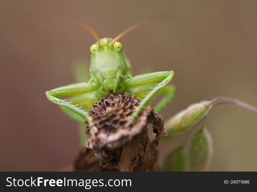 Macro photo of a grasshopper sitting o a withered plant and looking to the photographer. Macro photo of a grasshopper sitting o a withered plant and looking to the photographer