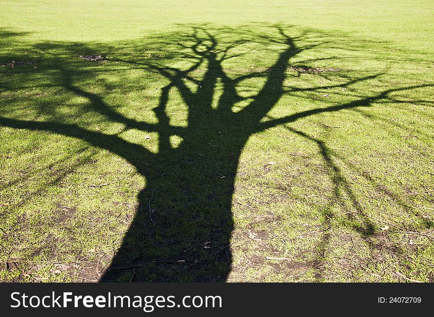 Shape on the grass of a tree shadow