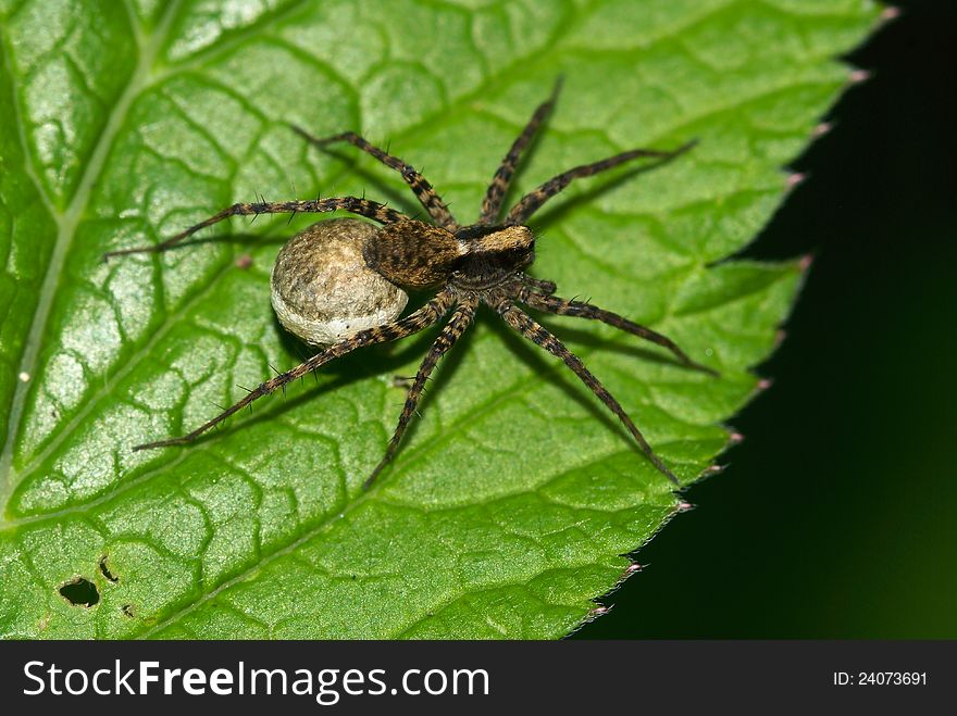 Spider with cocoon is heated on a sheet. Spider with cocoon is heated on a sheet