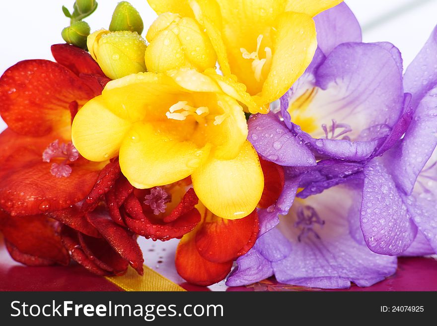 Blooming Freesia. Isolated on white background.