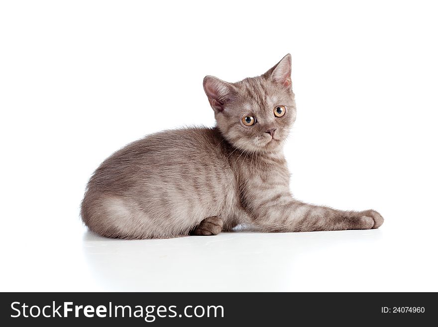 Little kitten pure breed striped british on white in studio. Little kitten pure breed striped british on white in studio