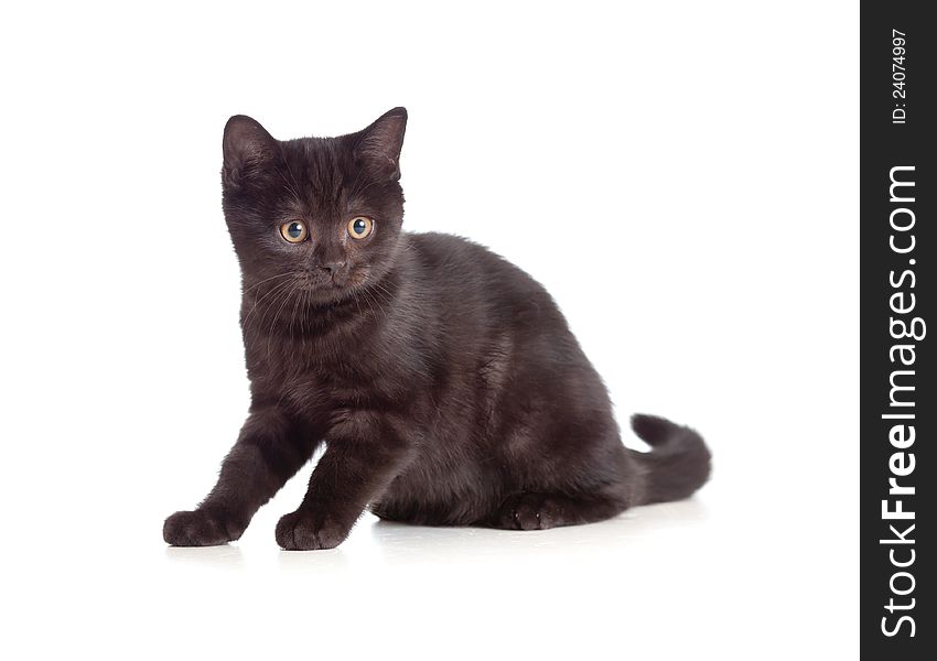 Little kitten black british on white