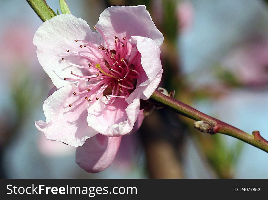 Blooming tree pink flower in nature. Blooming tree pink flower in nature.