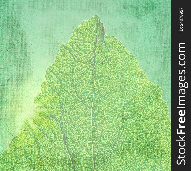 Green vintage background with a texture leaf.