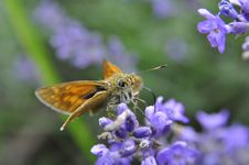 Butterfly Drinking Nectar Royalty Free Stock Photography Butterfly Drinking Nectar Royalty Free Stock Photography
