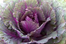 Fresh Violet Cabbage Stock Image Fresh Violet Cabbage Stock Image