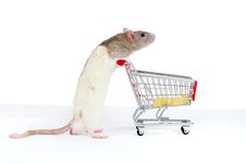 Domestic Rat Pushes Shopping Cart With Cheese Royalty Free Stock Images Domestic Rat Pushes Shopping Cart With Cheese Royalty Free Stock Images
