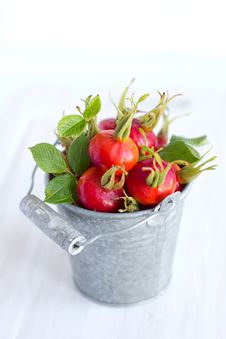Rose Hips Stock Photo Rose Hips Stock Photo