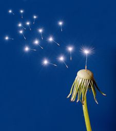 Dandelion Seed Shine On Blue Stock Image Dandelion Seed Shine On Blue Stock Image