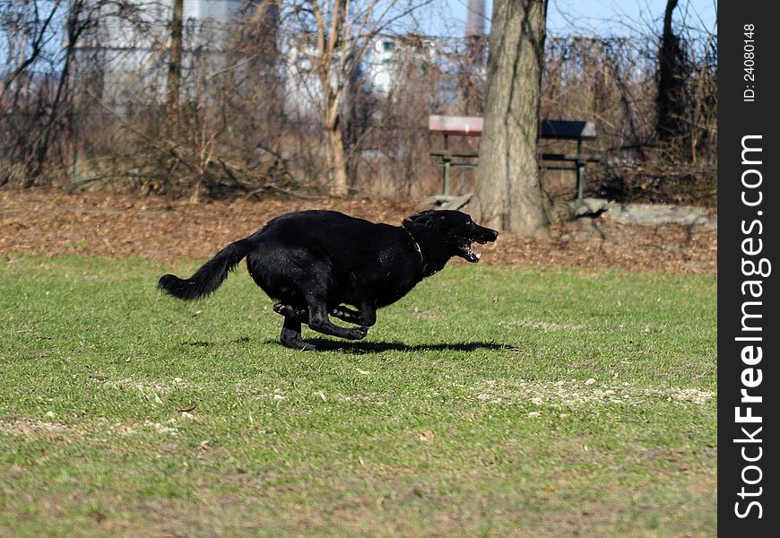 Black german shepherd in motion.