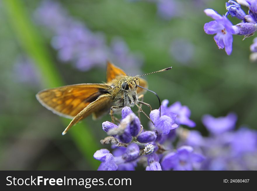 Butterfly Drinking Nectar