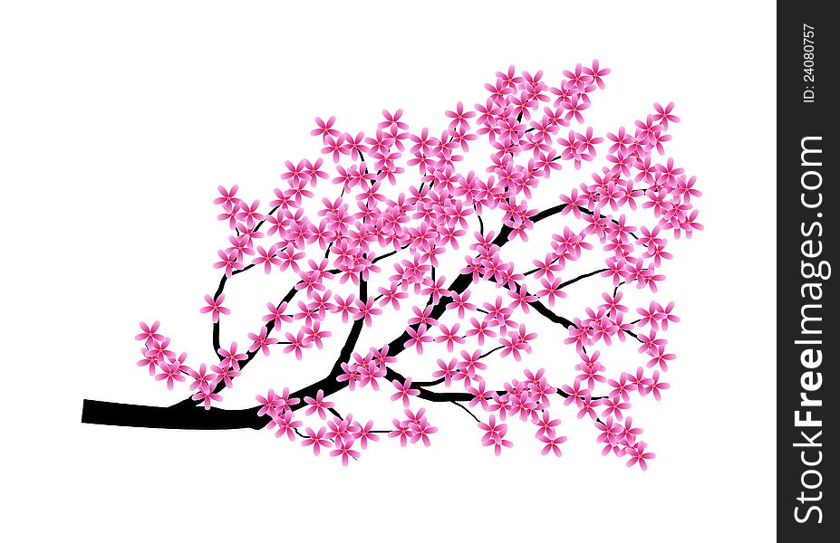 A branch of japan cherry on a white background. A branch of japan cherry on a white background