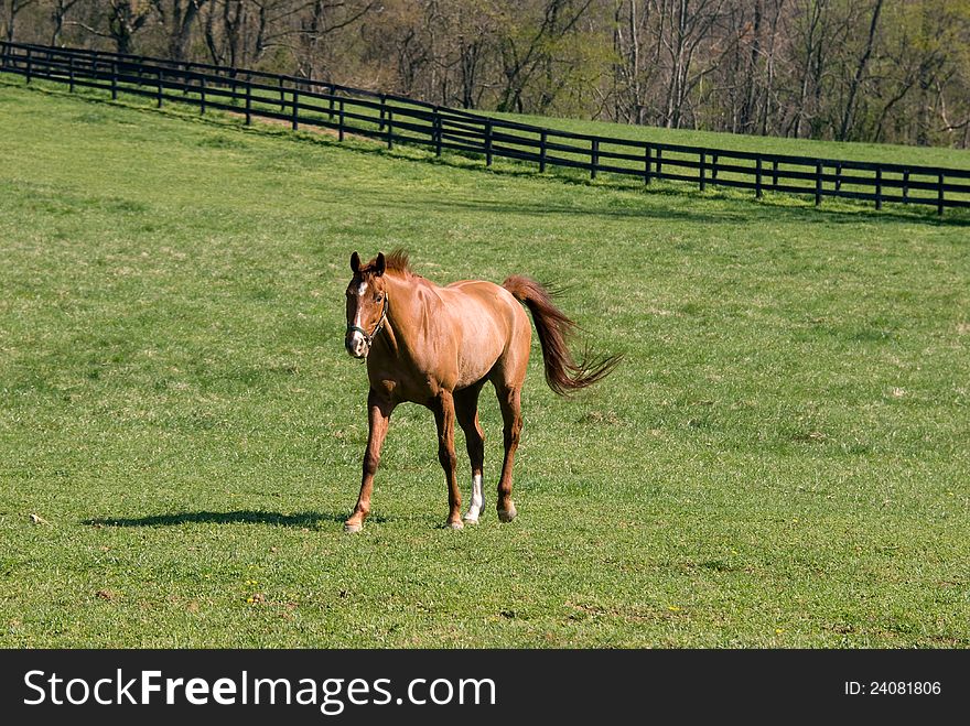 Sorrel horse in green field in Virginia horse farm.