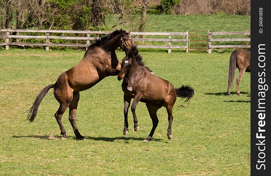 Two bay horses having fun in Spring time in green field. Two bay horses having fun in Spring time in green field.