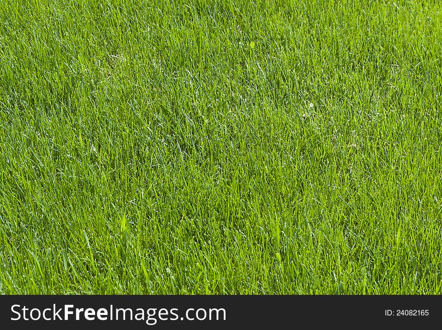 Natural green grass on spring texture. Natural green grass on spring texture