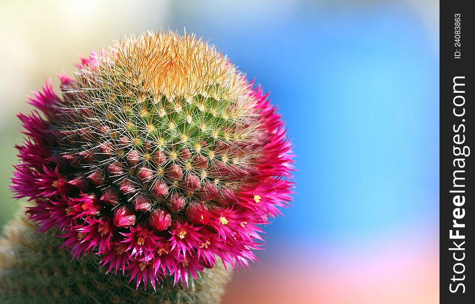 Magenta Flowers On Green Cacti With Blurred Blue Background. Magenta Flowers On Green Cacti With Blurred Blue Background