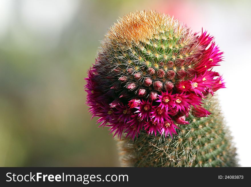 Magenta pink Flowers On Green Cacti With Blurred Background. Magenta pink Flowers On Green Cacti With Blurred Background