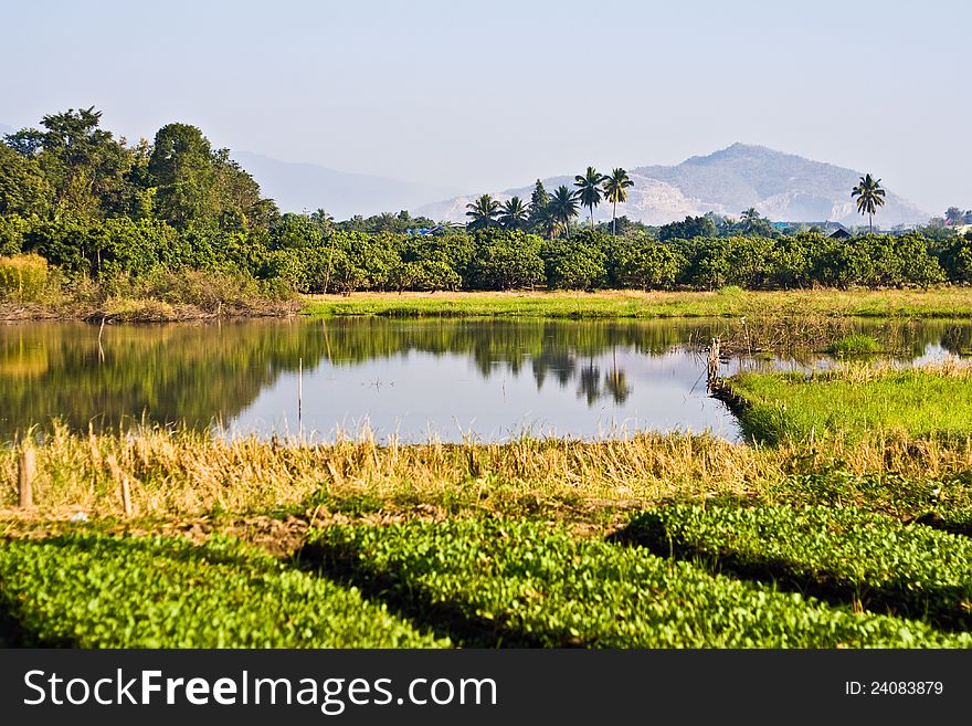 Green rice farm with water