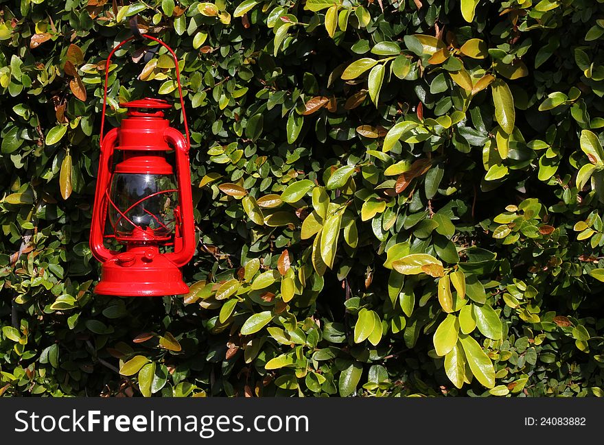 Vintage Red Rail Road Lantern Against Green Leaves