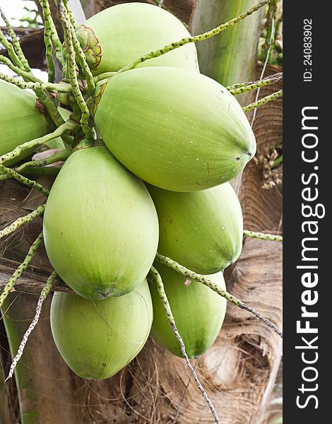 Coconut Bunch