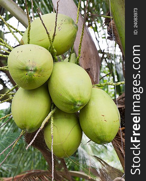 Close up coconut with a bunch on tree. Close up coconut with a bunch on tree