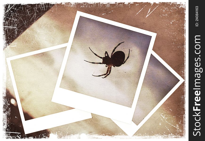 Polaroid collage of spider on old paper background