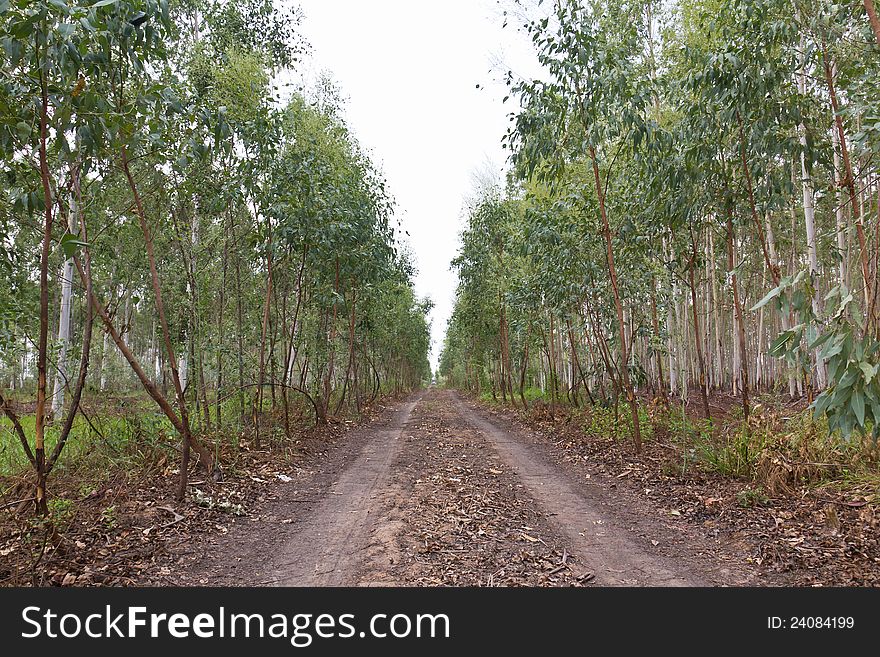 Plantation of Eucalyptus for paper industry. Plantation of Eucalyptus for paper industry