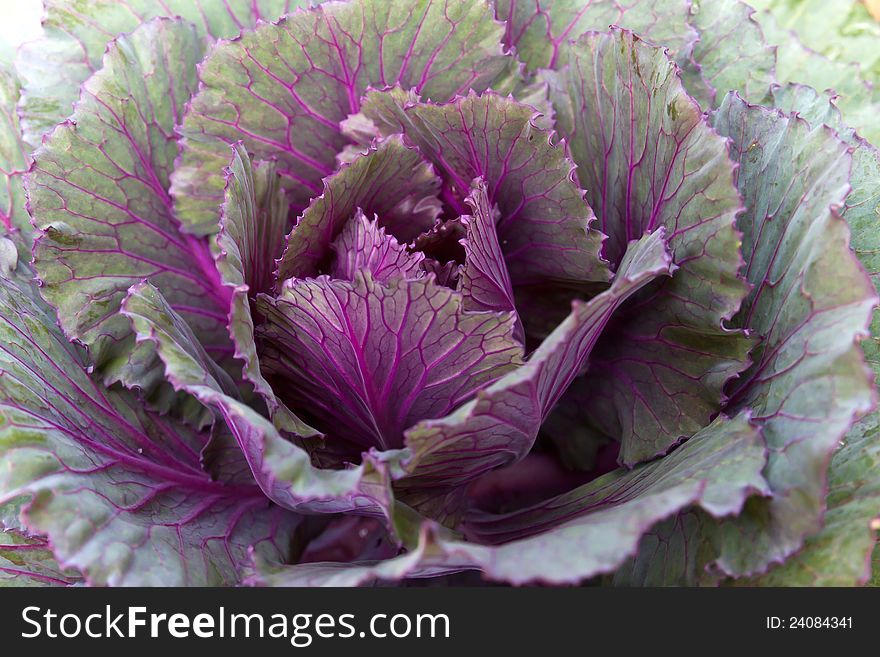 Fresh violet Cabbage (brassica oleracea) plant leaves