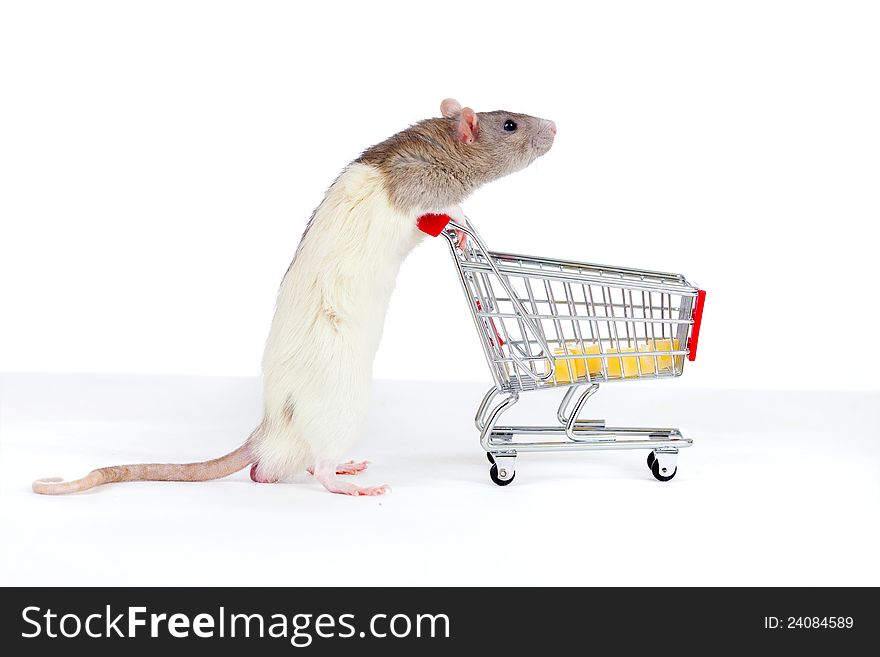 Domestic Rat Pushes Shopping Cart With Cheese